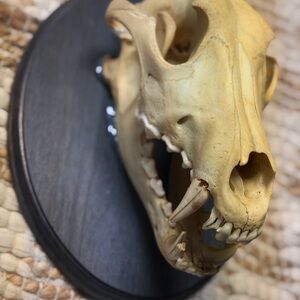 Tan Animal Skull on Black Plaque for Reptile Habitats